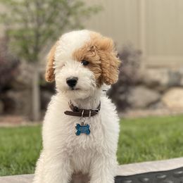 Maverick  - Poodle