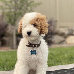 Maverick  - Poodle