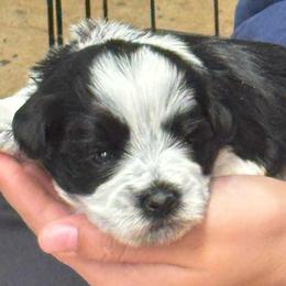 Light pink girl - Parti female Miniature Schnauzer puppy in Oneonta, Alabama from Murphree Valley Kennels
