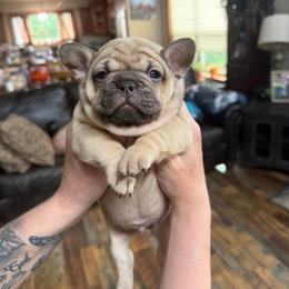 Standard fawn - Fawn male French Bulldog puppy in Billings, Montana from Yellowstone Frenchies