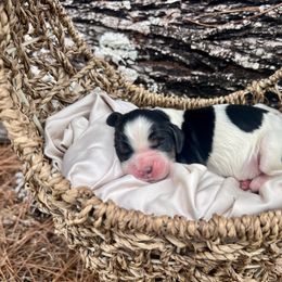 Rome - Black white and tan male English Springer Spaniel puppy in Swainsboro, Georgia from Sweet Georgia Springers