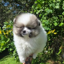Finrod - Cream parti male Pomeranian puppy in Boca Raton, Florida from Poms of The Shire