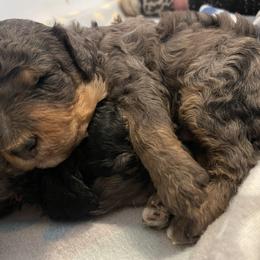 Double Doodles, Labradoodles, and Poodles from ETX Labracadabra Labradoodles