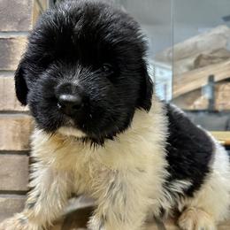 Otto - White and black male Newfoundland puppy in Seffner, Florida from Tampa Bay Farm