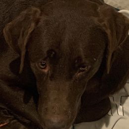 Meadow - Labrador Retriever