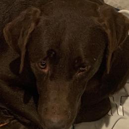 Meadow - Labrador Retriever