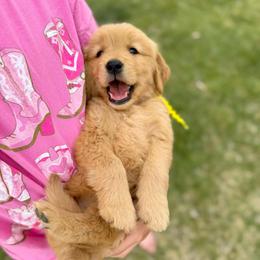 Miss Yellow - Golden female Golden Retriever puppy in Las Vegas, Nevada from Leavitt Retrievers