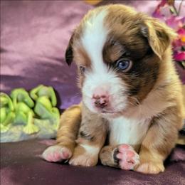 Hank - Red merle male Toy Australian Shepherd puppy in Shepherd, Texas from GAMALA Farm & Kennels