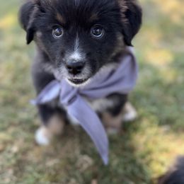 Ginny - silver - Black tri female Miniature American Shepherd puppy in Enumclaw, Washington from Mount Peak Mini American Shepherds