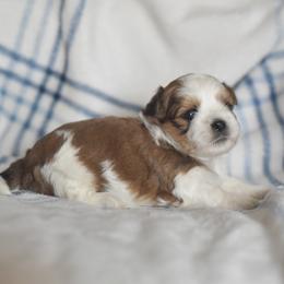 Jack - Brown and white male Shichon puppy in Delta, Colorado from PTK Ranch