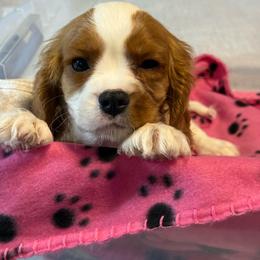 Smudge - Blenheim male Cavalier King Charles Spaniel puppy in Ocala Fl, Florida from Encore Cockers