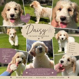 Daisy-purple collar - Parti female Saint Berdoodle puppy in Paw Paw, Michigan from ProAct Canines