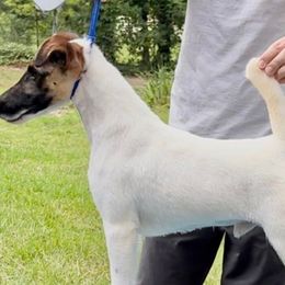 Stefan - Smooth Fox Terrier