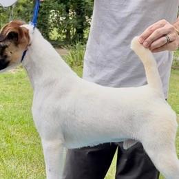 Stefan - Smooth Fox Terrier