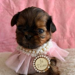 Quinn - Red female Shih Tzu puppy in Hemet, California from Aloha Shih Tzu