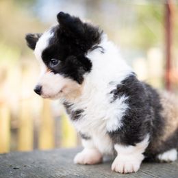Cardigan Welsh Corgi and Pembroke Welsh Corgi Puppies from High Hopes Farm