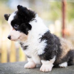 Cardigan Welsh Corgi and Pembroke Welsh Corgi Puppies from High Hopes Farm