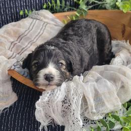 Batman - Black tri-color male Aussiedoodle puppy in Missouri from B&M Cottonwood Canines