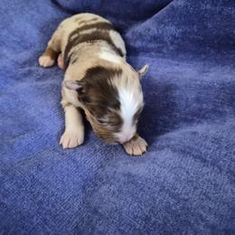 Haus - Red merle male Miniature American Shepherd puppy in Marshfield, Missouri from Tntowne Miniature American Shepherds
