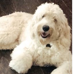 Freeman - Goldendoodle
