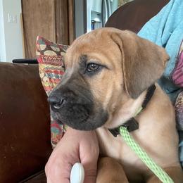Blossom - Fawn female Cane Corso puppy in San Isidro, Texas from MTZCC Ranch, LLC