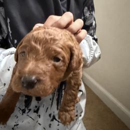 Labradoodle Puppies from California Double Doodles