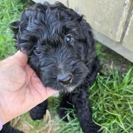 Milo - Black and white male Aussiedoodle puppy in Windom, Texas from Wild Farm Puppies