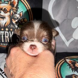 Bo - Chocolate and tan male Chihuahua puppy in Palmyra, Indiana from Country Star Chihuahuas