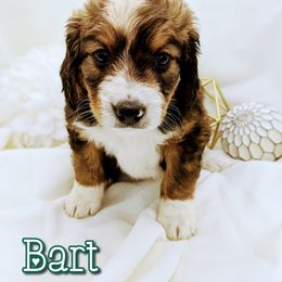 Bernedoodle and Bernese Mountain Dog Puppies from Western Skies Kennels