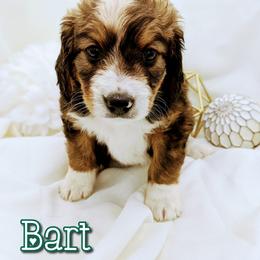 Bernedoodle and Bernese Mountain Dog Puppies from Western Skies Kennels