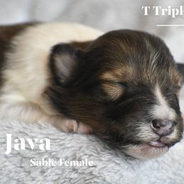 Java - Sable and white female Shetland Sheepdog puppy in Gladbrook, Iowa from T Triple C Shelties