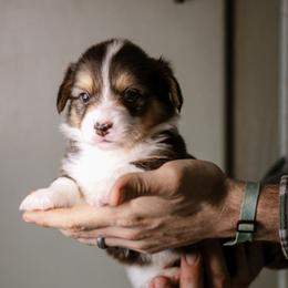Luke - Black and tan male Pembroke Welsh Corgi puppy in South Otselic, New York from Ridge Top Corgis