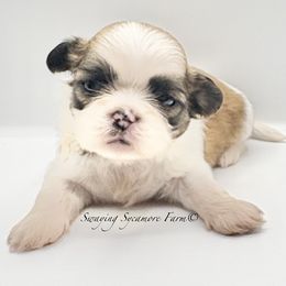 Brindle and White Male - Green Collar - Brindle and white male Shih Tzu puppy in Crawfordsville, Indiana from Swaying Sycamore Farm