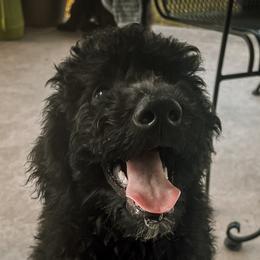 Aussiedoodle Puppies from Muddy Puppy Farm