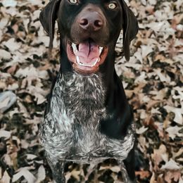 German Shorthaired Pointers from Peters Built Pointers