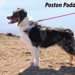 Adrienne - Australian Shepherd