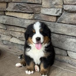 Bernese Mountain Dogs from Puppies on the Prairie