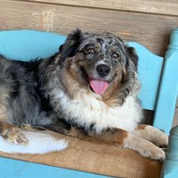 Jazz - Australian Shepherd