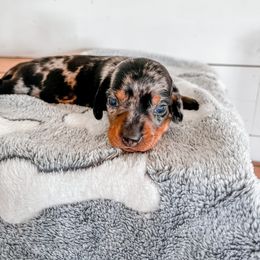 Dachshund Puppies from Cotton Hill Dachshunds