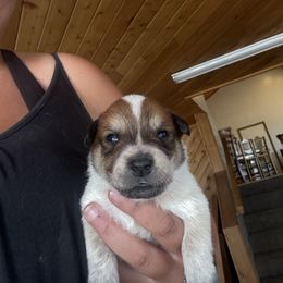 Boy 3 - Red speckled male Australian Cattle Dog puppy in Dillon, Montana from DPH Australian Cattle Dogs