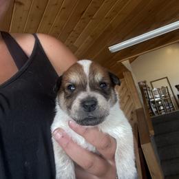 Boy 3 - Red speckled male Australian Cattle Dog puppy in Dillon, Montana from DPH Australian Cattle Dogs