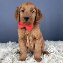 S'mores - Red male Companion Cross puppy in Utah County, Utah from Big Hearted Breeders
