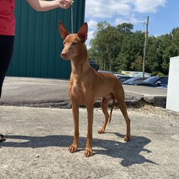 Kattan - Pharaoh Hound