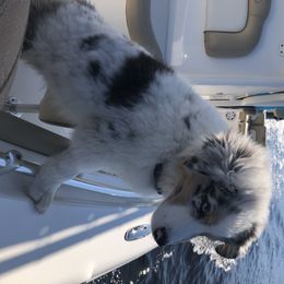Australian Shepherd Puppies from Soggy Bottom Farms