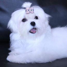 Dolly - Maltese