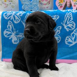 Blue - Black male Labrador Retriever puppy in Heath Springs, South Carolina from Rich Hill Retrievers