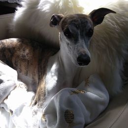 Whippets from Shootingstar's