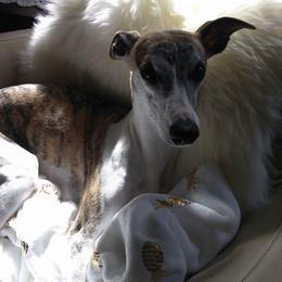 Whippets from Shootingstar's