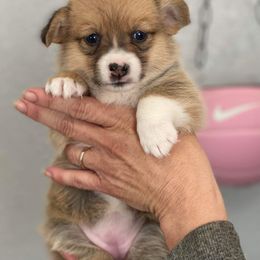 American Corgi and Pembroke Welsh Corgi Puppies from Chaotic Corgi’s
