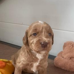 Pearl - Caramel cream female Australian Labradoodle puppy in Dawson, Georgia from Still Pond Australian Labradoodles